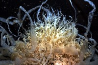 盔形水母之一種藏品圖，第6張