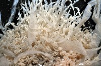 盔形水母之一種藏品圖，第7張
