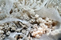 盔形水母之一種藏品圖，第8張