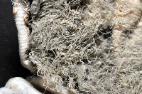 盔形水母之一種藏品圖，第12張