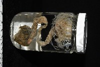 盔形水母之一種藏品圖，第13張