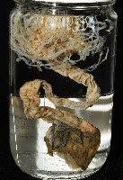 盔形水母之一種藏品圖，第14張