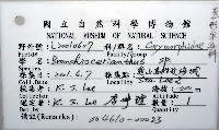 盔形水母之一種藏品圖，第16張