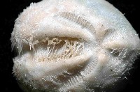 凹卵形(凹裂星)海膽藏品圖，第2張