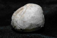 凹卵形(凹裂星)海膽藏品圖，第3張