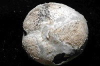 凹卵形(凹裂星)海膽藏品圖，第4張