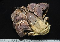 短腕陸寄居蟹藏品圖，第2張
