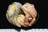 短腕陸寄居蟹藏品圖，第4張