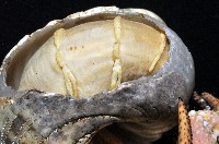 短腕陸寄居蟹藏品圖，第5張