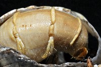 短腕陸寄居蟹藏品圖，第6張