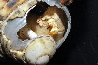 短腕陸寄居蟹藏品圖，第9張