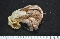 短腕陸寄居蟹藏品圖，第10張