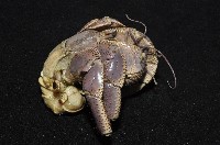 短腕陸寄居蟹藏品圖，第12張