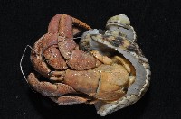 短腕陸寄居蟹藏品圖，第17張
