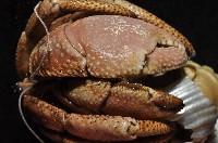 短腕陸寄居蟹藏品圖，第18張