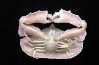 環狀(圓拱)隱足蟹藏品圖，第3張