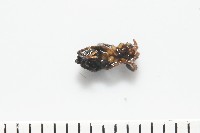 臺灣秘蛛藏品圖，第3張