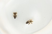 臺灣秘蛛藏品圖，第2張