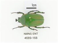 臺灣扇角金龜藏品圖，第1張