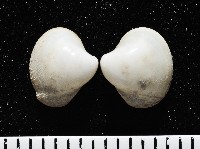 砂紙砂蛤藏品圖，第2張