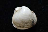 砂紙砂蛤藏品圖，第3張