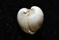 砂紙砂蛤藏品圖，第4張