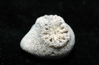 螺形歧異沙珊瑚藏品圖，第2張