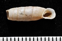 登錄號:004723-00002藏品圖，第1張