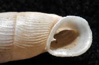 登錄號:004723-00002藏品圖，第2張