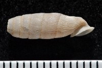 登錄號:004723-00002藏品圖，第3張