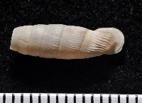 登錄號:004723-00002藏品圖，第5張