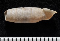 登錄號:004723-00002藏品圖，第6張