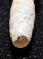 登錄號:004723-00002藏品圖，第7張