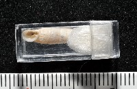 登錄號:004723-00002藏品圖，第12張