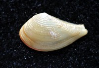 短刀彎錦蛤藏品圖，第3張
