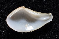 短刀彎錦蛤藏品圖，第4張