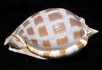 棋盤鬘螺藏品圖，第3張