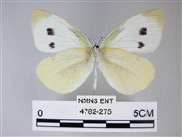 白粉蝶、紋白蝶藏品圖，第2張