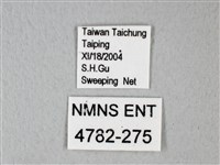 白粉蝶、紋白蝶藏品圖，第3張