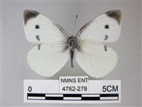 白粉蝶、紋白蝶藏品圖，第1張