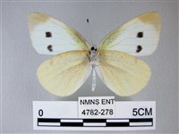 白粉蝶、紋白蝶藏品圖，第2張