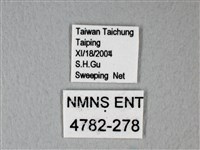 白粉蝶、紋白蝶藏品圖，第3張