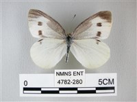 白粉蝶、紋白蝶藏品圖，第1張