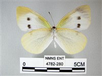 白粉蝶、紋白蝶藏品圖，第2張