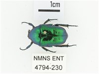 藍艷白點花金龜藏品圖，第1張