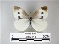 白粉蝶、紋白蝶藏品圖，第1張