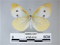 白粉蝶、紋白蝶藏品圖，第2張