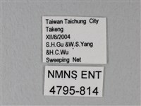 白粉蝶、紋白蝶藏品圖，第3張