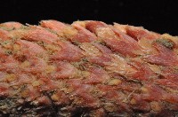 麥氏棘羽海鰓藏品圖，第4張