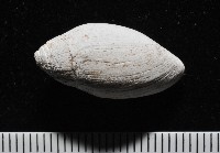 中華大耳螺藏品圖，第4張